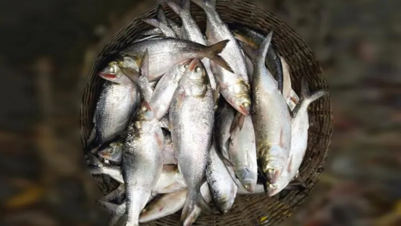 एक मछली के लिए बांग्‍लादेश ने तैनात किए कई युद्धपोत, हिल्‍सा के लिए भारत के साथ क्‍यों होता है तनाव?