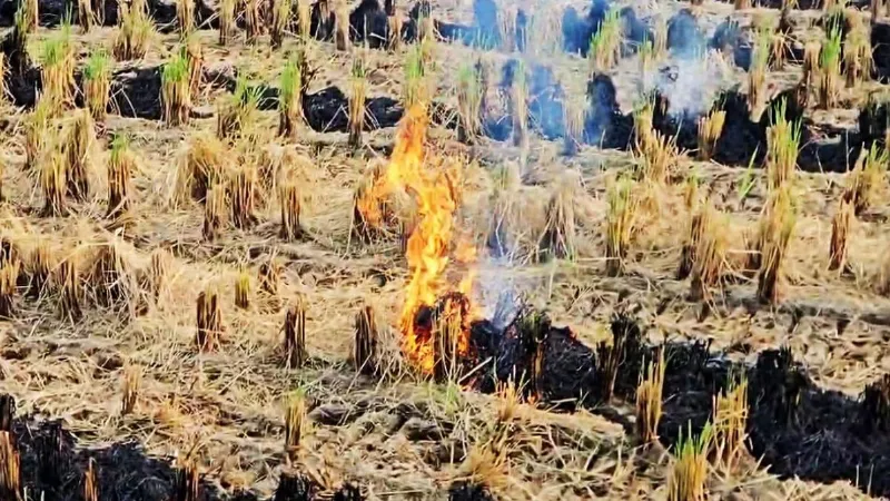 Haryana Farmers will get ₹1200 for not burning stubble fine for burning doubled and FIR will be filed