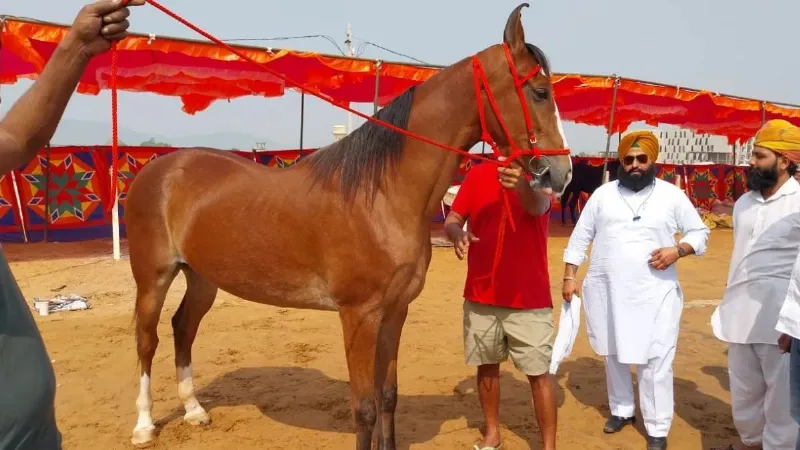 पुष्कर मेले 1 करोड़ की ‘नगीना’ घोड़ी ने लूटी महफिल, देखने के लिए उमड़ी भीड़, डाइट जान रह जाएंगे दंग