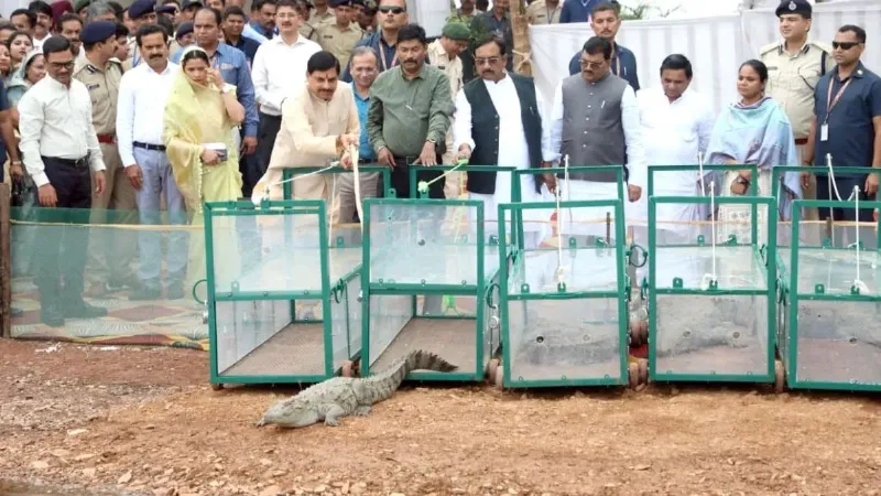 MP: सीएम मोहन यादव की नई पहल, नर्मदा नदी में छोड़े कई मगरमच्छ, जानें कैसे प्रकृति को होगा फायदा?