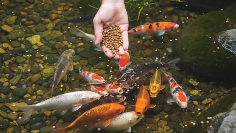 Feeding-fish-flour-remedy-astrology-benefits-planets-days