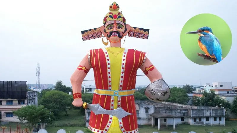 दशहरे पर इस पक्षी का दिखना माना जाता है शुभ, क्या सच में बदल जाती है किस्मत? जानें धार्मिक मान्यता