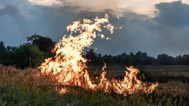 Stubble burning in Haryana declines by 77 percent