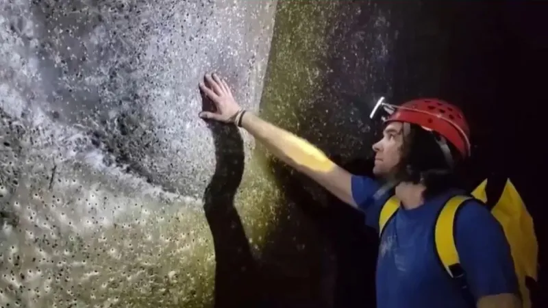 worlds biggest spider web Viral Video