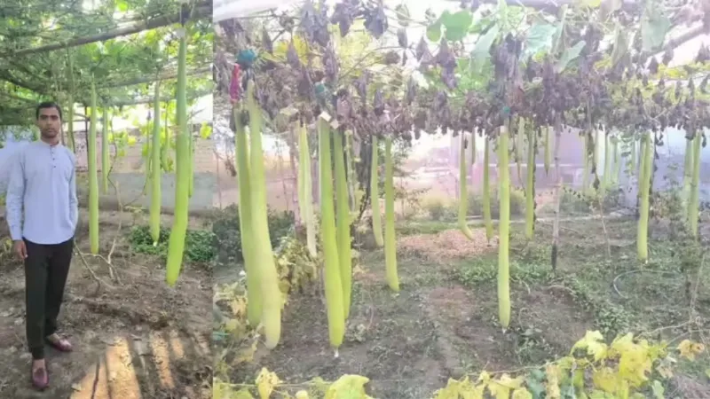 अरे बाप रे! हरियाणा के इस किसान ने उगाई 6 फीट लंबी लौकी, कमाई जान उड़ जाएंगे आपके होश