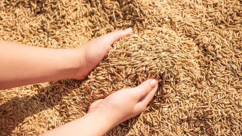 Paddy will be purchased at a support price starting from December 1 in Madhya Pradesh