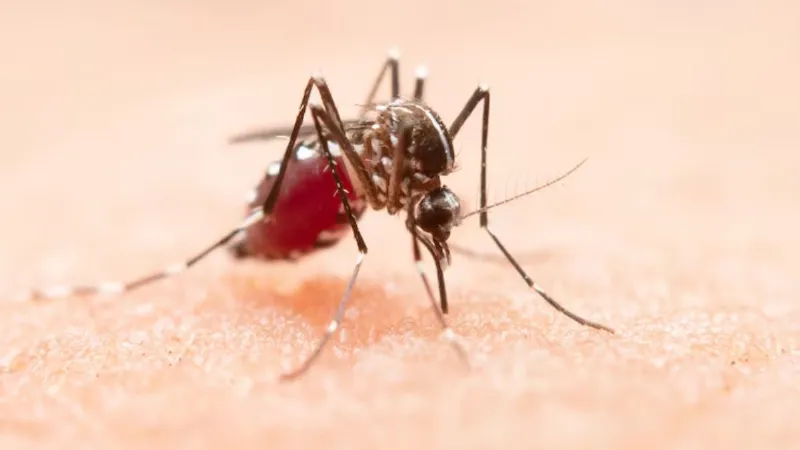 ग्वालियर में डेंगू ने मचाया कोहराम, 5 साल के बच्चे की मौत से हड़कंप, स्वास्थ्य विभाग ने दी चेतावनी