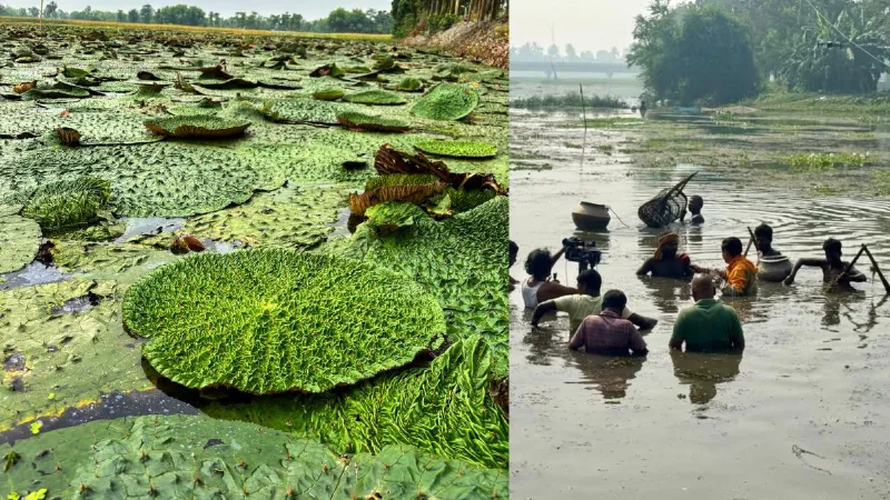 Makhana farmers Bihar easy to extract seeds from the pond with this Harvesting machine