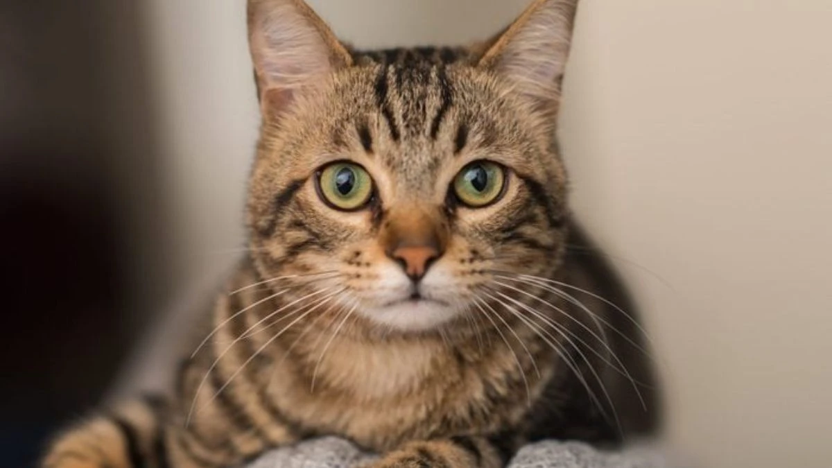 4 home guards put on duty to take care of cat in agra