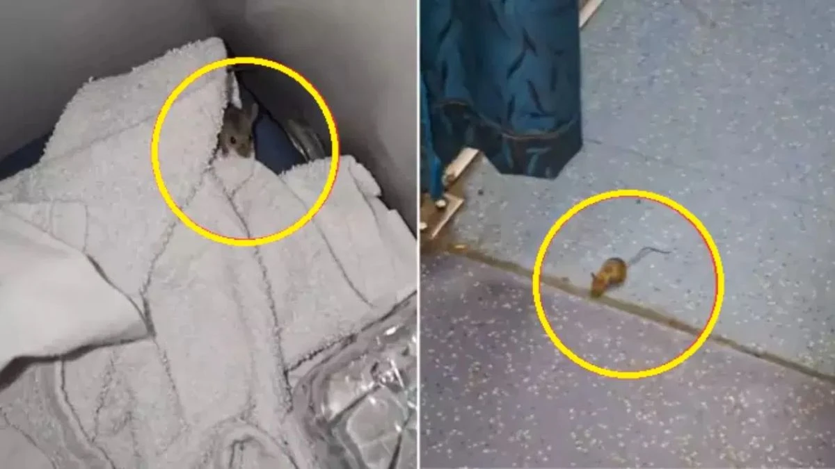 2 AC में सफर कर रहा था शख्स, अचानक कंबल में घुस आया चूहा; Video वायरल