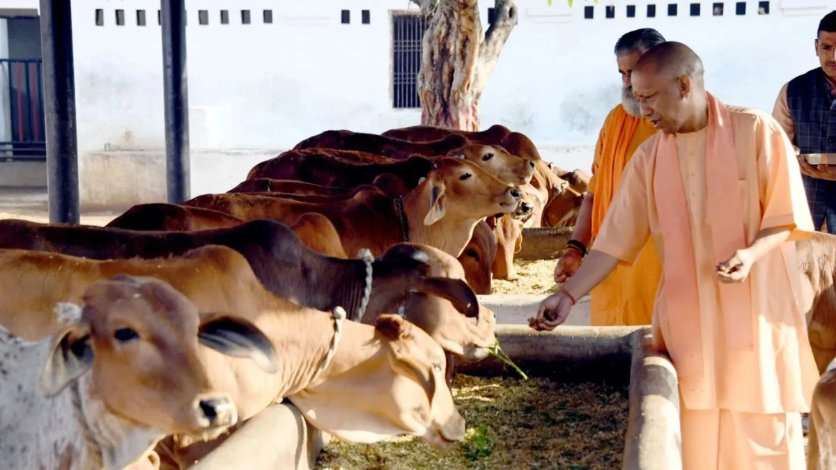 गोवंश सेवा के बदले मिलेंगे तोहफे, योगी सरकार लाई नई स्कीम, जानें कैसे उठा सकते हैं लाभ