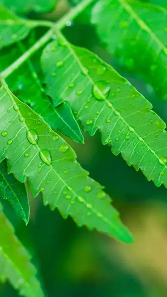 चेहरे पर आएगा ग्लो, बस इस्तेमाल करें ये नीम का पत्ता!