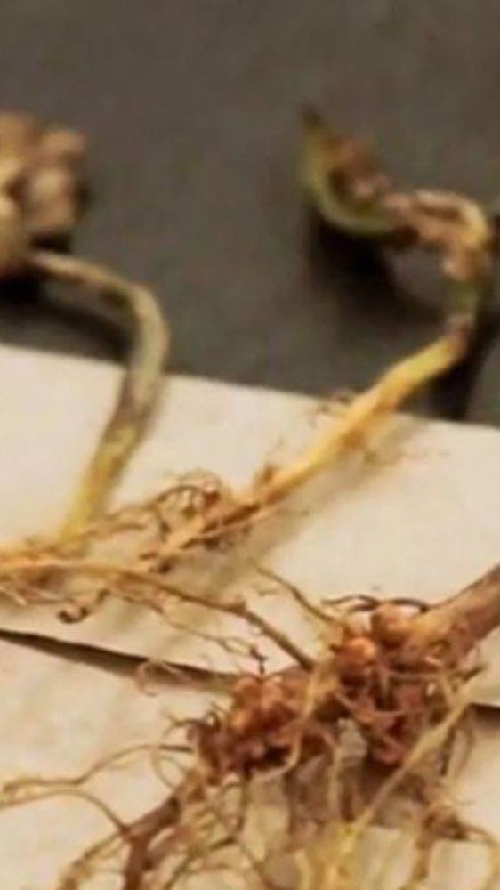 इन फूड्स का करें सेवन, शरीर को मिलेगी झटपट एनर्जी