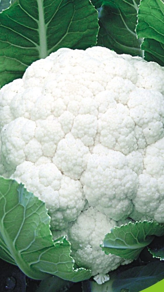 Health Benefits: यूरिक एसिड की समस्या से हैं परेशान, तो इन चीजों से बना ले दूरी