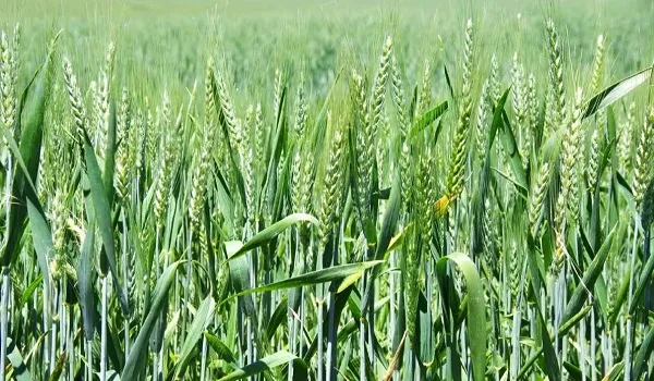 रबी-2025 में बुवाई के आंकड़े ने लक्ष्य को छुआ, 1 करोड़ 20 लाख हेक्टेयर के मुकाबले 100 प्रतिशत बुवाई 