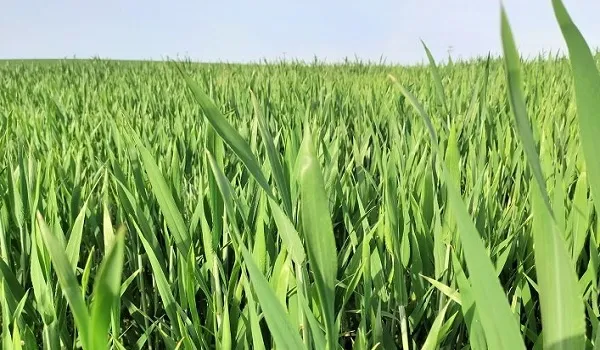 राजस्थान के किसानों के लिए कृषि विभाग की एडवाइजरी जारी, पाले से फसलों को बचाने की दी सलाह