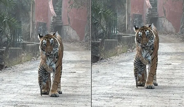 रणथंभौर में बाघिन T-107 सुल्ताना की पसंदीदा जगह बना गौमुखी क्षेत्र, अपने शावकों को शिफ्ट करती हुई आयी नजर