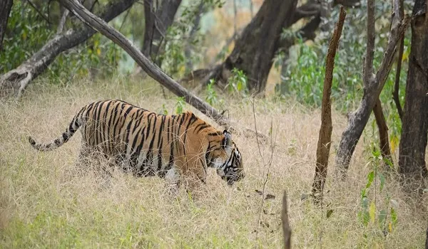रणथंभौर से बाघ टी-2408 को किया ट्रेंकुलाइज, जोन 3 में राजबाग क्षेत्र में आकर टी 120 गणेश को दी थी कड़ी टक्कर