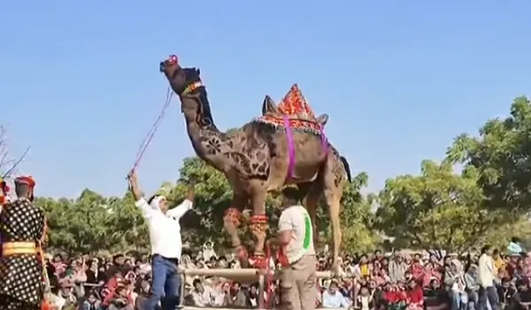ऊंटों के करतबों ने किया हर किसी को मंत्रमुग्ध, परंपरा का अद्भुत संगम... विदेशी सैलानियों का उत्साह, देखिए खास रिपोर्ट