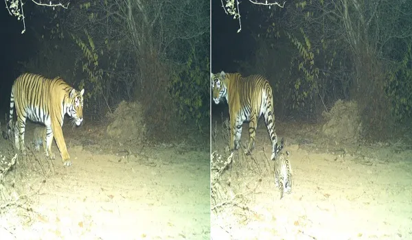 करौली-धौलपुर टाइगर रिजर्व में बाघिन टी-117 ने दूसरी बार दिया शावकों को जन्म, कैमरा ट्रैप में आई बाघिन और शावक की तस्वीर