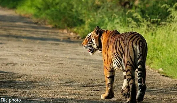 सरिस्का बफर जोन में बाघिन ST-2302 और दो शावकों की रोमांचक साइटिंग जारी, हौदी क्षेत्र में बाघिन और दोनों शावक विचरण करते दिख रहे