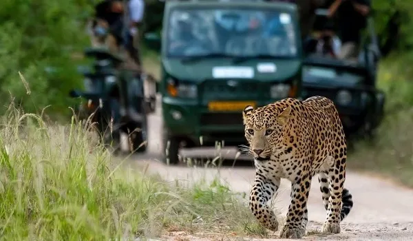 झालाना लेपर्ड सफारी की लोकप्रियता का बढ़ता ग्राफ, पर्यटकों की संख्या और राजस्व में देशभर में मारी बाजी