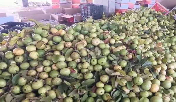 अमरूद महोत्सव एवं कृषि तकनीकी मेला–2026, देशभर के किसान, वैज्ञानिक और विशेषज्ञ होंगे शामिल