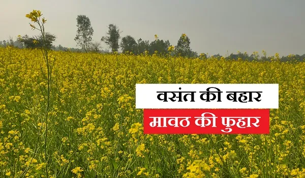 वसंत की बहार, मावठ की फुहार, राजस्थान में मावठ ने किया आज ऋतुराज वसंत का स्वागत 