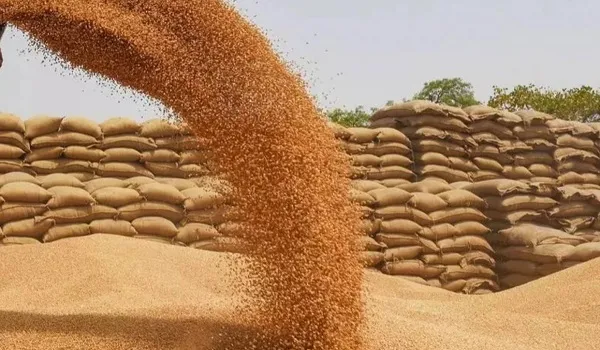 भारत सरकार ने किया गेहूं का न्यूनतम समर्थन मूल्य घोषित, 1 फरवरी से करवा सकेंगे पंजीयन