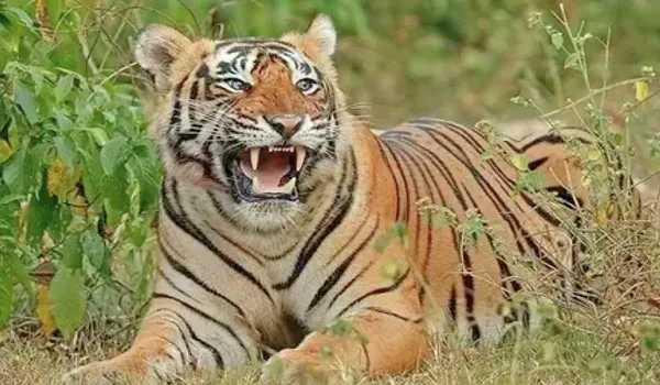 सरिस्का टाइगर रिजर्व से बाघिन एसटी 12 के सब एडल्ट सांगा 19 जनवरी से गायब, 12 दिन से अभी तक नहीं मिला कोई सुराग