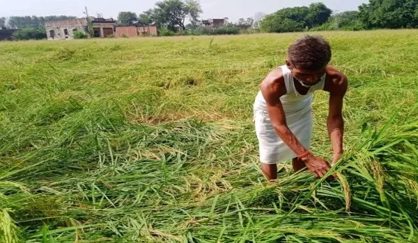 मौसम में आए बदलाव ने फिर से बढ़ाई किसानों की चिंता, ओलावृष्टि से सरसों और गेहूं की फसल को होगा नुकसान