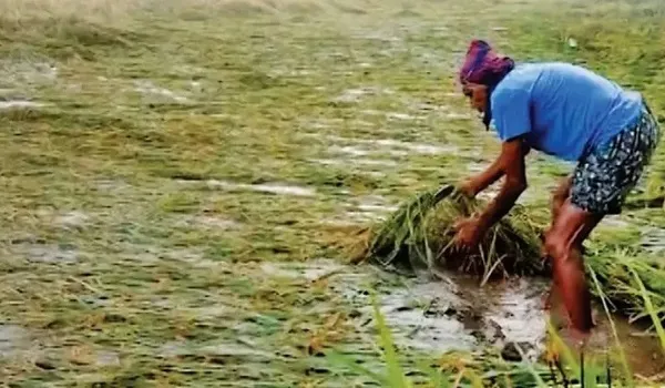 बेमौसम बारिश से कटाई के बाद रखी फसल खराब होने पर मिलेगा बीमा क्लेम, किसान को 72 घंटे में देनी होगी सूचना