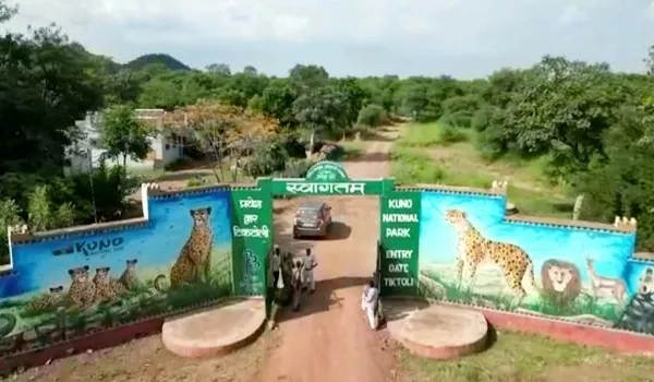 चीता KP-2 की राजस्थान में चहल-पहल, तीसरी बार कूनो नेशनल पार्क से राजस्थान में आया चीता 