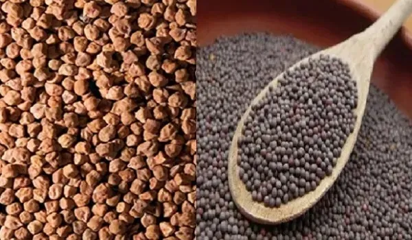 समर्थन मूल्य पर सरसों-चना बेचने वाले किसानों के लिए अच्छी खबर, राजफैड इस बार अप्रैल की बजाय मार्च में ही शुरू करेगा खरीद की तैयारी