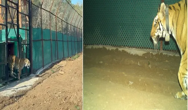 मुकुंदरा हिल्स टाइगर रिजर्व में मध्यप्रदेश से लाई गई टाइग्रेस MT-10 को जंगल में छोड़ा, अब फ्री-रेंजिंग बाघों की संख्या बढ़कर 6 हुई