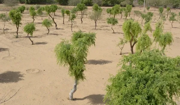 राज्य वृक्ष खेजड़ी के संरक्षण के लिए अधिनियम लाने की प्रक्रिया शुरू, खेजड़ी संरक्षण कानून का प्रारूप तैयार करने समिति गठित