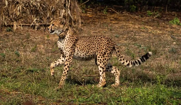 चीता को रास आने लगी भारत की आबोहवा ! प्रोजेक्ट चीता का बढ़ता कुनबा, संख्या हुई 52
