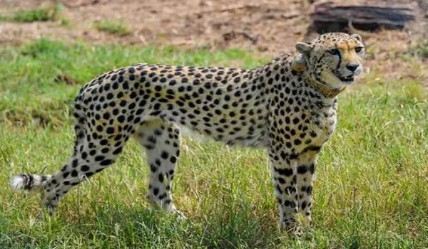 रामगढ़ क्रेटर क्षेत्र में कूनो नेशनल पार्क के चीता KP-3 ने दी एक बार फिर दस्तक, दौलतपुरा के पास बनी हुई है मूवमेंट