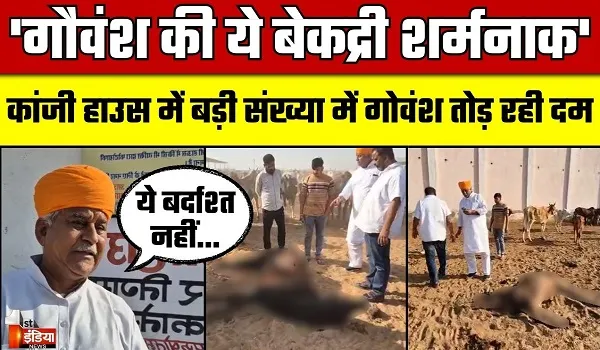 गोवंशों की बेकद्री, कांजी हाउस में बड़ी संख्या में गोवंश तोड़ रही दम, प्रतिदिन दस से पंद्रह गोवंशों की हो रही मौत 