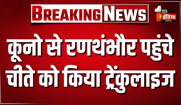 कूनो से रणथंभौर पहुंचे चीते को किया ट्रेंकुलाइज, पिछले काफी दिनों से रणथंभौर में था चीते का मूवमेंट