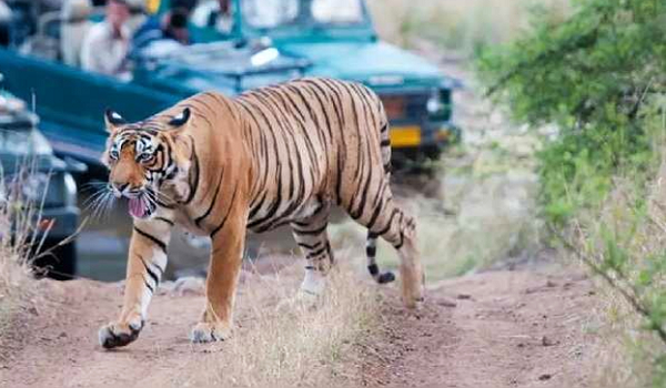 Rajasthan News: प्रदेश के टाइगर रिजर्व्स में मानसून ब्रेक ! मंत्री टीकाराम जूली के आग्रह पर सरिस्का में एक कोर रूट खोल सकता वन विभाग