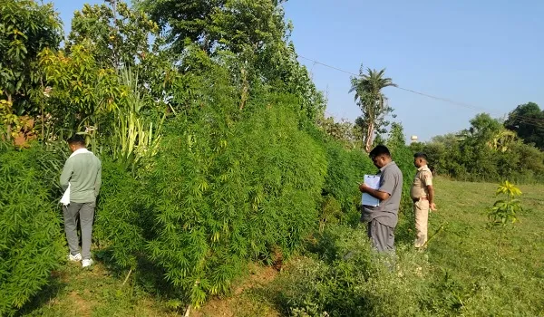 खेत में उगाई जा रही अवैध गांजे की फसल पकड़ी, 151 किलो 75 ग्राम गांजे के पौधे जब्त, अनुमानित कीमत 75 लाख से अधिक आंकी गई