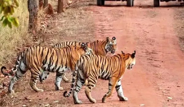 कुंभलगढ़ बनेगा राजस्थान का छठा टाइगर रिजर्व ! NTCA की तकनीकी समिति ने स्वीकार किया प्रस्ताव
