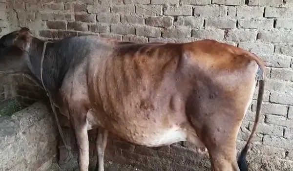 लम्पी रोग से बचाव के लिए विशेष वैक्सीन, पशुपालन विभाग सतर्क, अभियान के माध्यम से 111.51 लाख पशुओं का होगा टीकाकरण