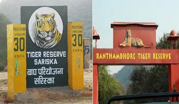 रणथंभौर और सरिस्का में 3 महीने का मानसून ब्रेक, कोर जोन पर्यटकों के लिए बंद... बाघों के प्रजनन और आवास संरक्षण को मिलेगी प्राथमिकता