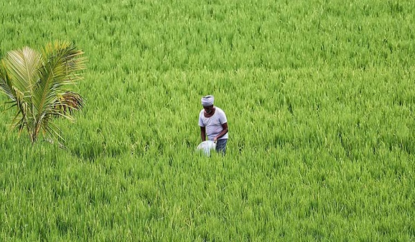 किसानों के अरमानों को चट कर रहा कातरा कीट, किसान कीटनाशक दवाओं का छिड़काव से कर रहे फसलों की सुरक्षा