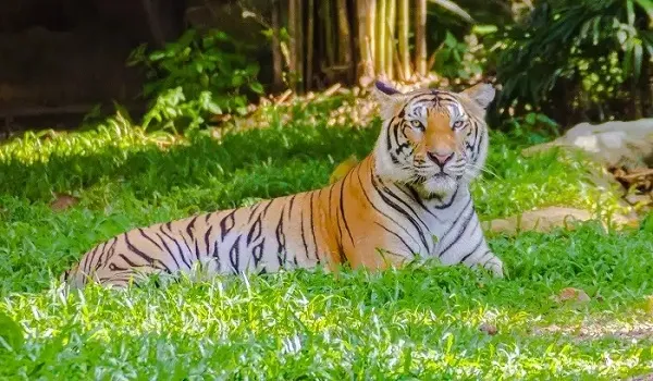 राजस्थान के सभी 5 टाइगर रिजर्व में होंगे पौधारोपण कार्यक्रम, सभी टाइगर रिजर्व को किया जाएगा प्लास्टिक मुक्त क्षेत्र घोषित