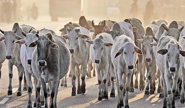 गोवंश संरक्षण के लिए दिए जाने वाले सरकारी अनुदान में गड़बड़ी, 38 गोशालाओं ने 1.31लाख मृत गायों को खिला दिया 57.36 करोड़ का चारा