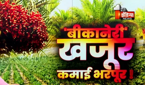 VIDEO: खजूर क्षेत्रफल विस्तार से बीकानेर बन रहा खजूर हब, किसानों को मिल रहा बेहतर लाभ, देखिए ये खास रिपोर्ट