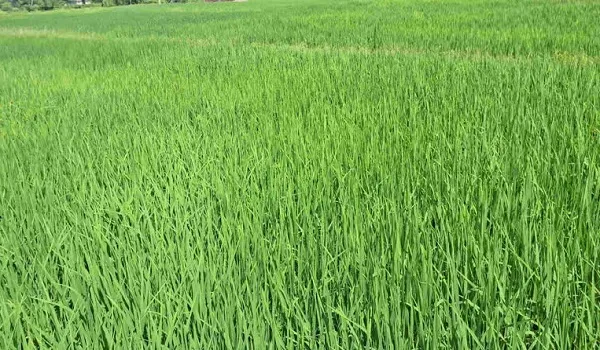 खरीफ फसल-2026 से जुड़ी खबर, कृषि विभाग की फसलों को रोगों से बचाने की सलाह, मौसम में मूंग, मोठ, चंवला व उड़द दलहनी फसलों के लिए सलाह जारी
